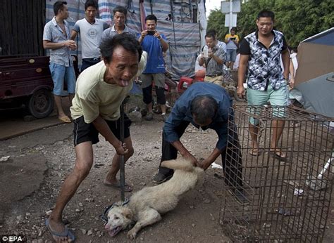 how many dogs are killed in china for meat - asian dog meat.